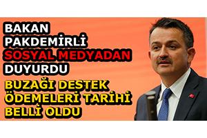 Bakan Pakdemirli Sosyal Medyadan Duyurdu Buzağı Destek Ödemeleri Tarihi Belli Oldu