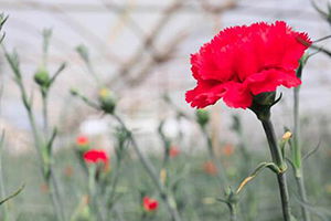 Çiçek İhracatçıları Destek İstiyor