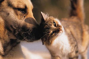 İçişleri Bakanlığından `Sokak Hayvanları` İçin Genelge