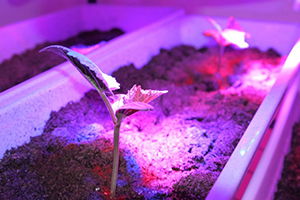 Fide Üretiminde Yapay Işık Kullanılabilecek