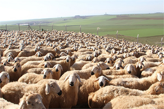 Küçükbaş Hayvancılık İçin `Milli Seferberlik` Talebi