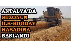 Antalya`da Sezonun İlk Buğday Hasadına Başlandı