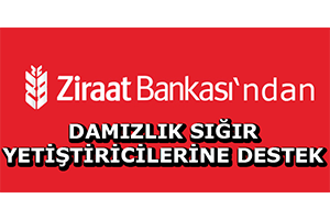 Ziraat Bankası`ndan Damızlık Sığır Yetiştiricilerine Destek