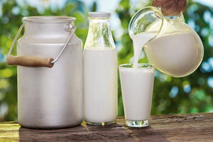 ÇİĞ SÜT DESTEK ÖDEMESİ YARIN HESAPLARA YATIYOR