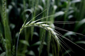 Buğdaya Zarar Veren Hastalıklar Araştırılıyor
