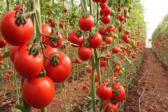 TZOB: Domates Tarlada Kalmasın