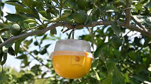 FAO`dan Akdeniz Meyve Sineğiyle Mücadeleye Destek