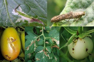 Domates Güvesine Dikkat!