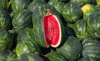 Adana Karpuzu Tescillendi