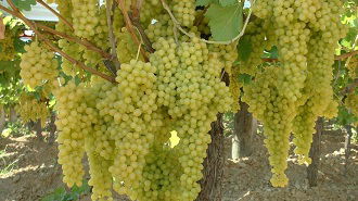 Koçarlı`da Üzüm Hasadına Başlandı