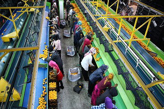 Narenciye İhracatında Ülke Ekonomisine Önemli Katkı