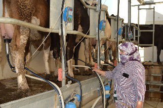 Toplu Sağım Sistemi`ne İlgi Arttı