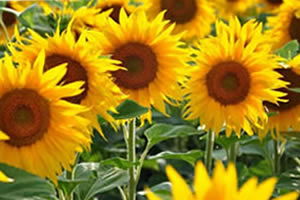 Haksız Rekabet Ortadan Kalkıyor