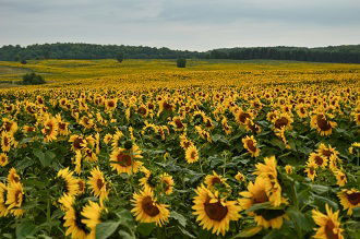 Trakya Birlik Ayçiçeği Fiyatını Açıkladı