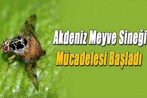 AKDENİZ MEYVE SİNEĞİ MÜCADELESİ BAŞLADI