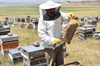 Arıcılıkta Sonbahar Bakımı Ve Kışlatmanın Önemi