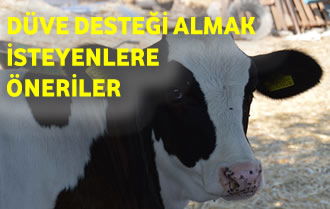Düve Yetiştiriciliği Yapmak İsteyenlere Öneriler