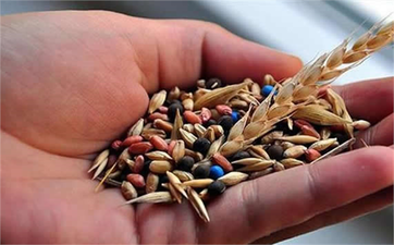 Kayseri`de Yerli Tohuma Destek