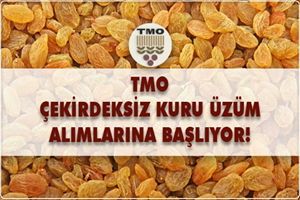 TMO KURU ÜZÜM ALIMLARINA BAŞLIYOR
