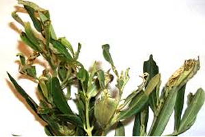 ZEYTİN FİDANTIRTILI MÜCADELESİ