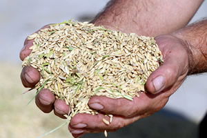 TMO ÇELTİK ALIM FİYATLARINI AÇIKLADI