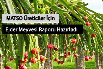 MATSO,  Ejder Meyvesi Raporu Hazırladı