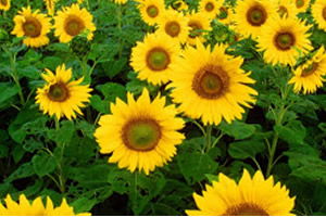 KARADENİZBİRLİK AYÇİÇEK ÖN ALIM FİYATINI YÜKSELTTİ