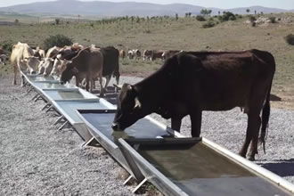 Kayserililere Hayvancılık Desteği