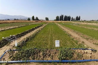 Biga`da Damlama Sulama İle Yetiştirilen Çeltikler Hasat Edildi