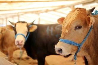 TKDK Büyükbaş Hibesi Nasıl Alınır?