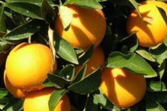 1885 Ton Narenciye Satışa Çıkarıldı