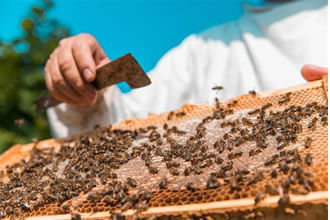 Arı Hastalıkları Bal Üretimini Düşürdü