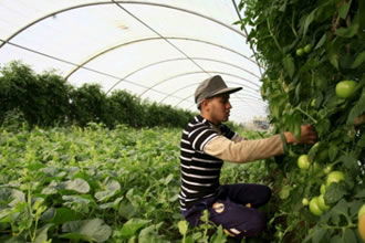 Tarım Sektöründe İstihdam Arttı