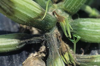 Kabakgillerde Fusarium ile Mücadele