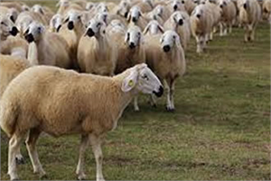 Bayburt`ta 360 Koyun Dağıtıldı