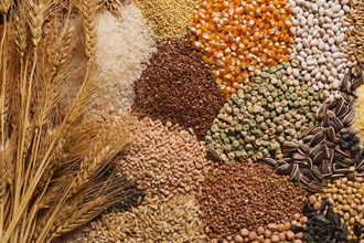 Gaziantep`te Çiftçilere Tohum Desteği