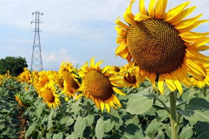 TON BAŞINA 300 LİRA FARK ÖDEMESİ