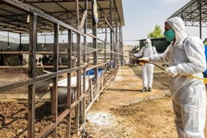 ÜÇ GÜN HASTALIĞINA ÖNLEM ALIN!