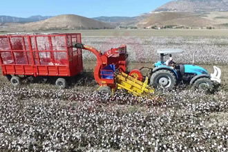 Pamuk Hasadında Dikkat Edilecek Hususlar