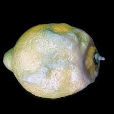 TURUNÇGİLDE KURŞUNİ KÜF HASTALIĞI