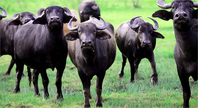 Ordu`da Çiftçilere Manda Desteği Sağlandı