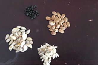 Tohum Alma ve Saklama Yöntemleri