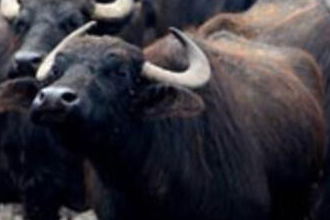 Bafra`da 36 Kişiye Manda Combası Verildi