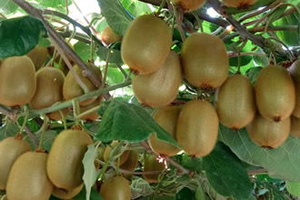 Kivi Üreticilerine `erken hasattan kaçının` Uyarısı