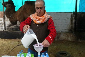 Deve Sütünden Süt Ürünleri Yapıldı