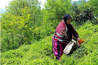 Yaş Çayda Fark Ödemesi 13 Kuruş