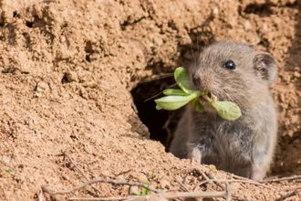 Tarla Faresi ile Mücadele
