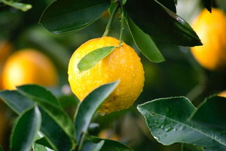 Turunçgillerde Limon İhracatta ilk Sırada