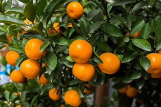 Bir Ayda Rekor Satsuma Mandalina İhracatı