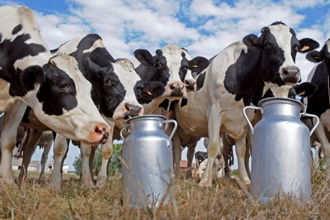 Süt üreticileri Gıda Komitesi Kararını Bekliyor